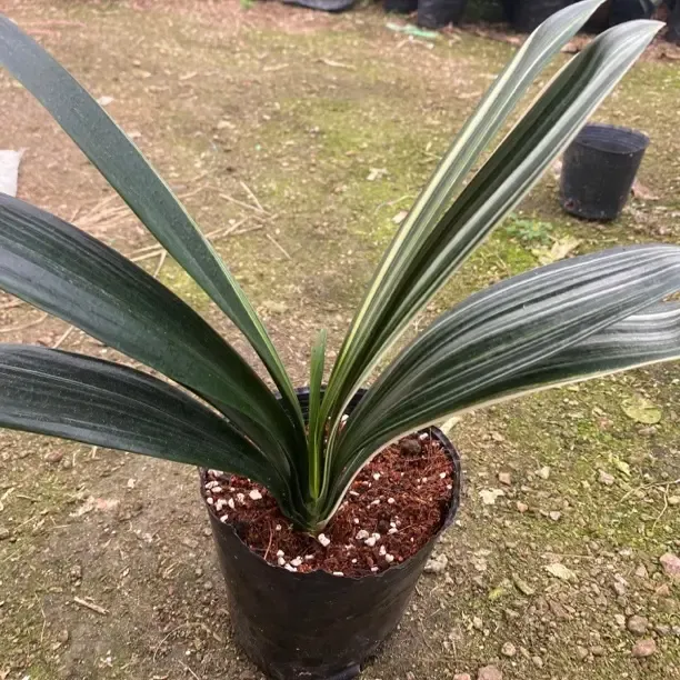 君子兰花卉室内观赏绿植原盆原土好养耐寒耐热开花