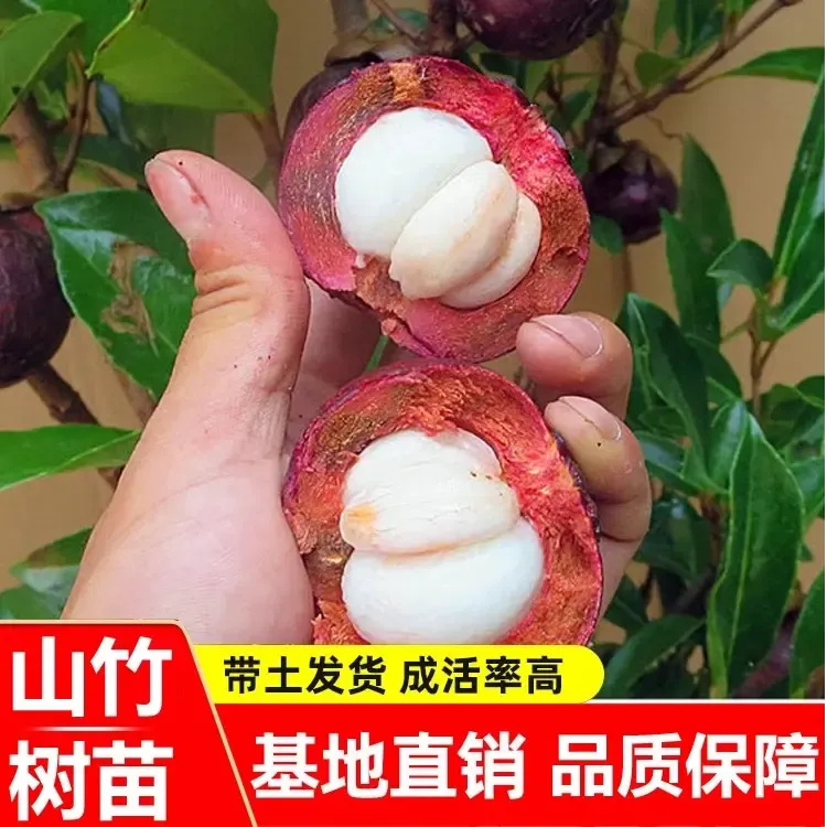 正宗改良无籽山竹树苗山竹苗南北方四季种植盆栽地栽易活当年结果