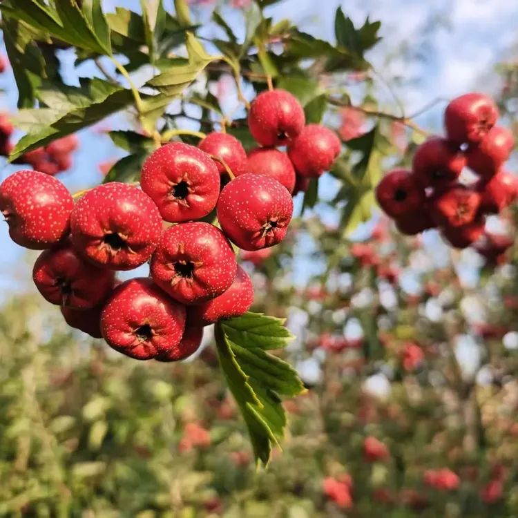 沂蒙山甜红子酸甜可口新鲜山楂稀奇水果现摘现发山里红