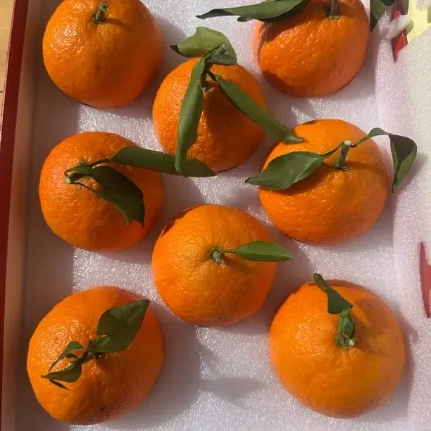 正宗象山红美人果园直发新鲜水果应季酸甜多汁现摘柑橘15个礼盒装