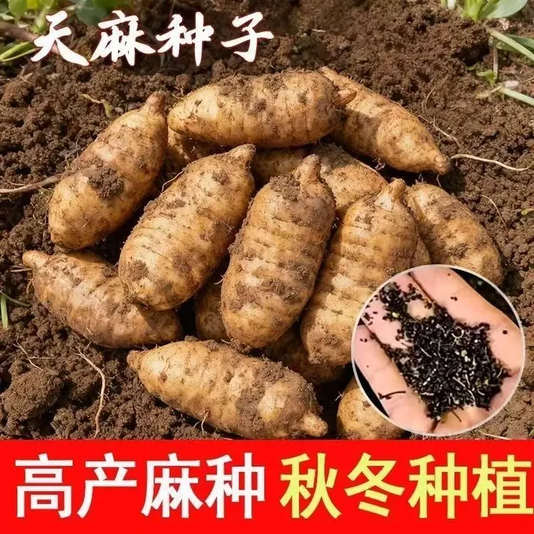 【抢！对版天麻种子】四季可播阳台盆栽蔬菜种子商品图
