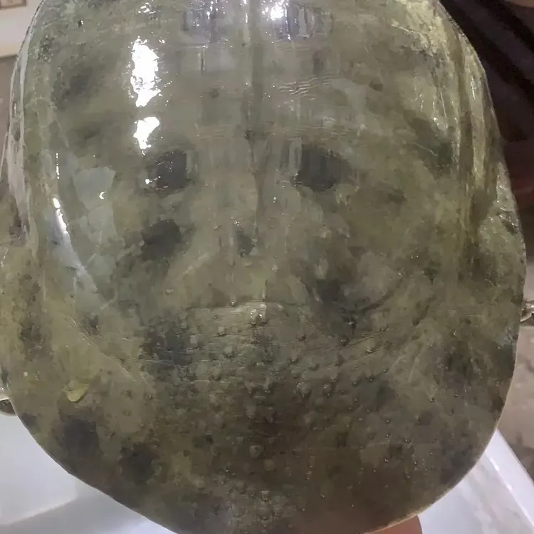 常德洞庭湖外塘生态散养黑花甲鱼鲜活青背鱼虾喂养无激素水鱼