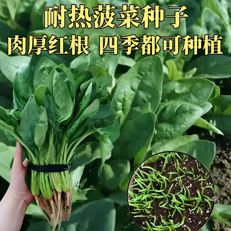 【趴地菠菜种子】夏季种植耐热耐抽苔菠菜种子盆栽地载种植四季种子商品图