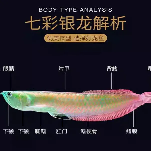 七彩银龙鱼活体观赏鱼大型热带黄化白子鱼苗淡水鱼