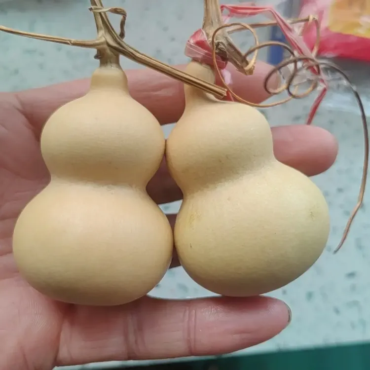 奶嘴天坛八宝葫芦种子10粒种子