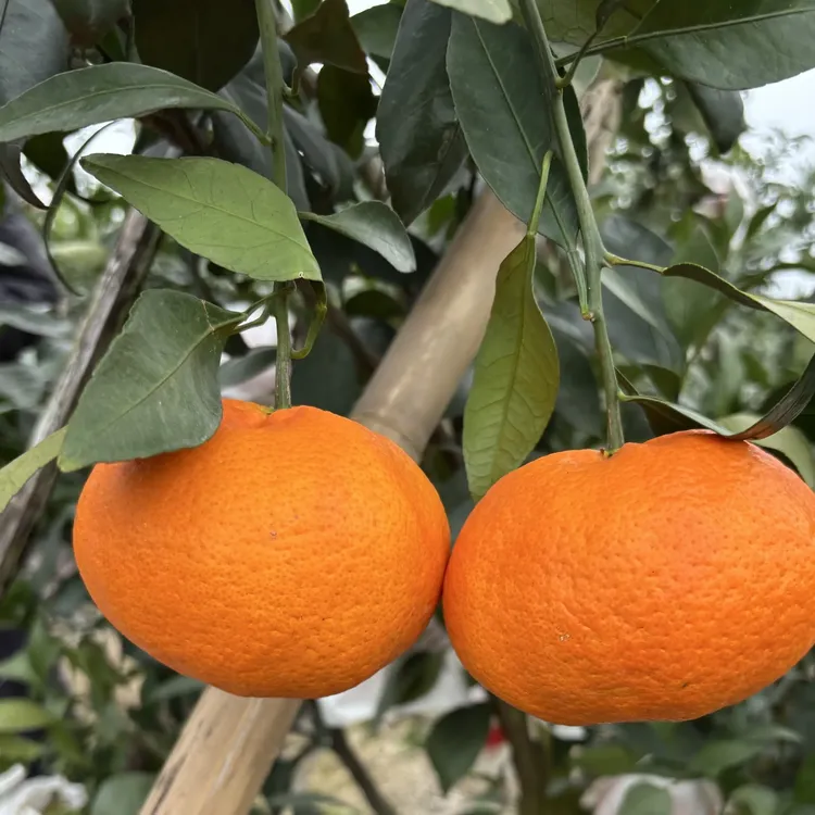 眉山甘平柑橘新鲜现摘多汁香甜应季水果