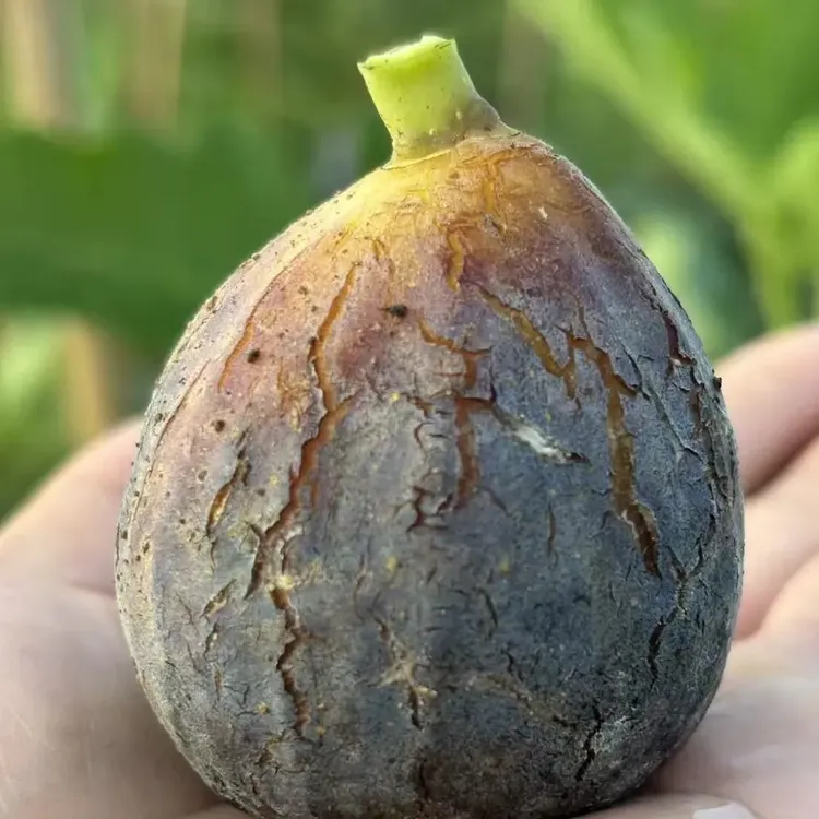 无花果对版嫁接苗