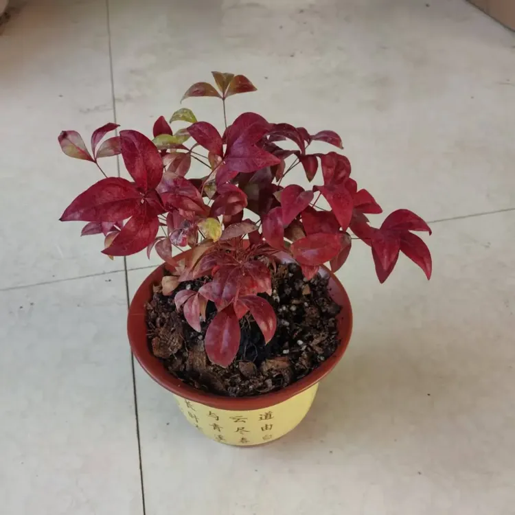 火焰南天竹盆栽越冷越红冬季耐寒适合室内外客厅阳台好养