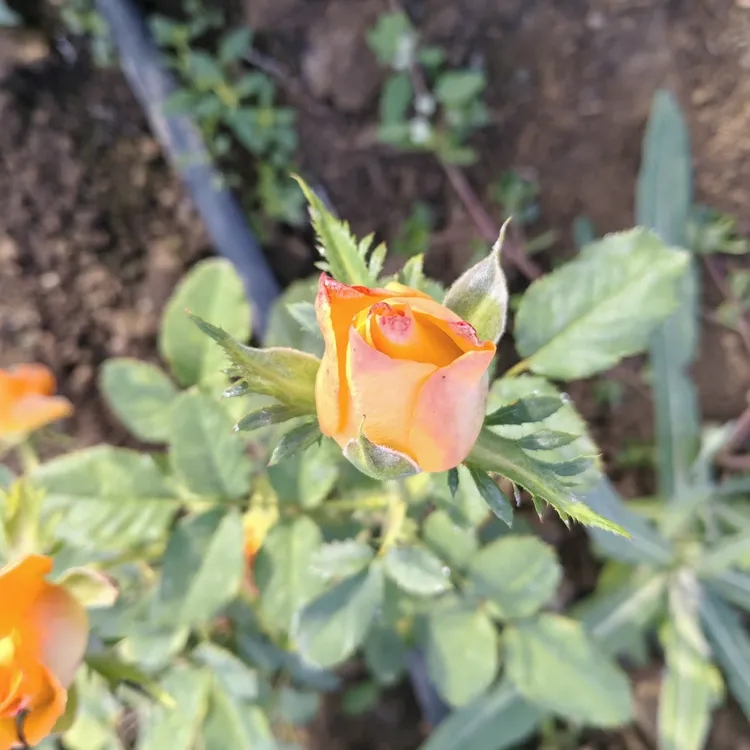 金辉色月季3株带盆土球基地直发盆栽四季开花带花苞适合阳台庭院