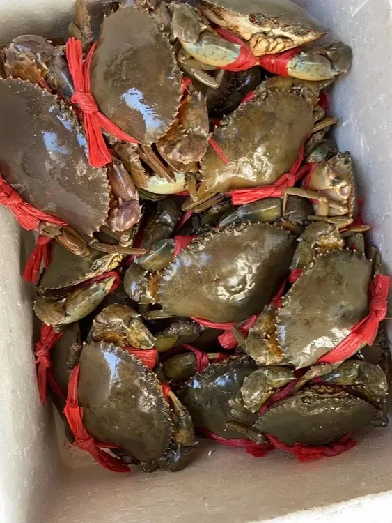 鲜活精品膏蟹到手5只每只净重3-4两膏蟹顺丰快递包邮到家水产