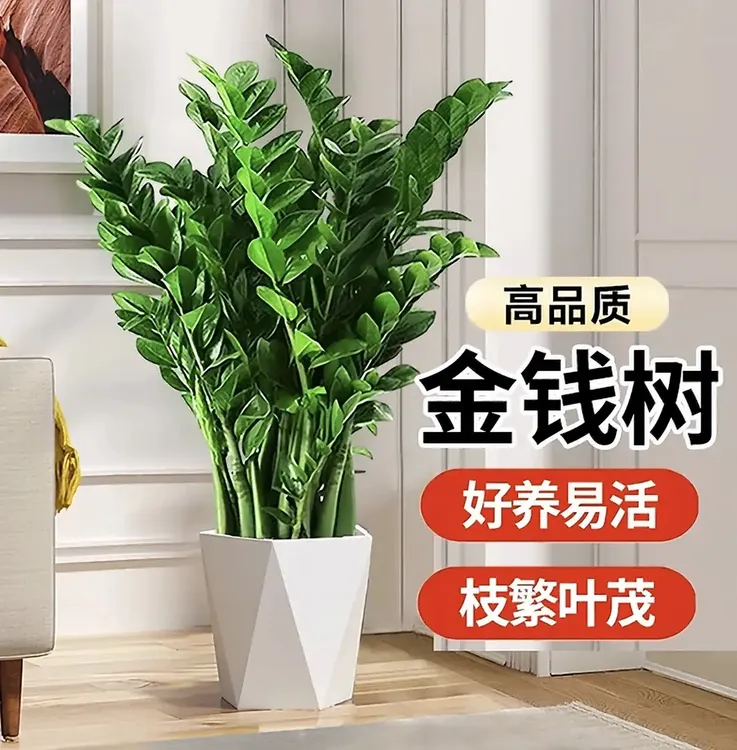 四季常青【基地直发】高80-90CM金钱树绿植盆栽好养活办公室绿植