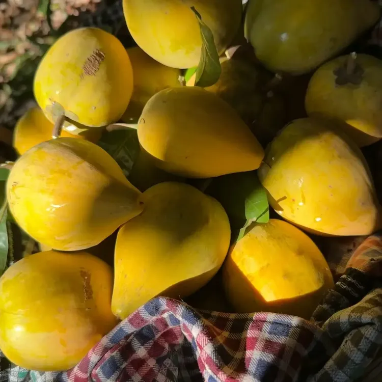 新鲜当季鸡蛋果蛋黄果软糯香甜热带特产水果