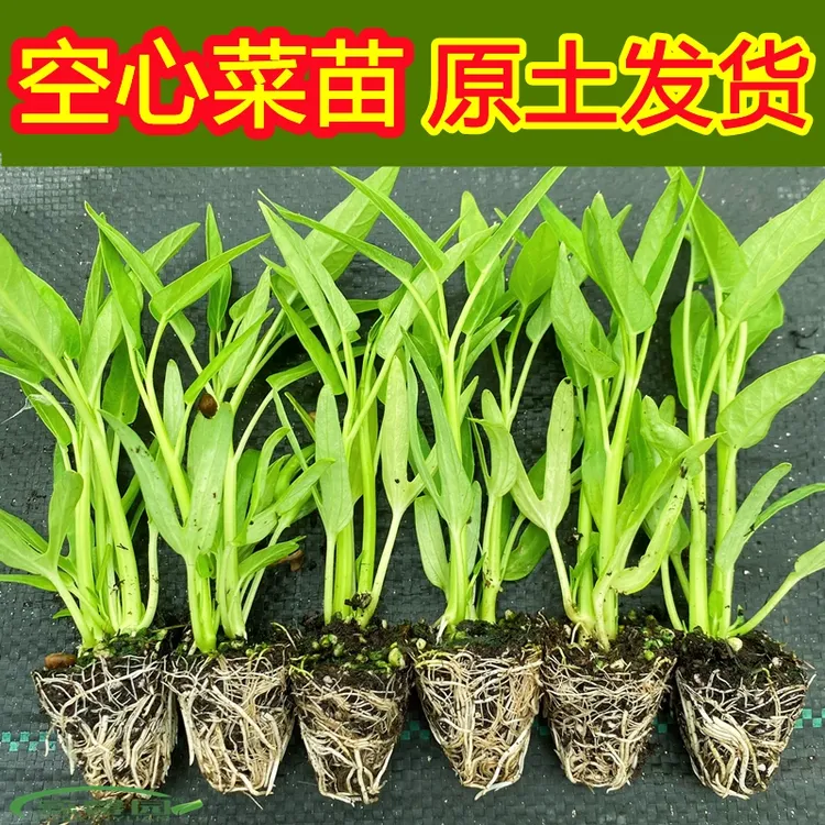 空心菜苗三叉空心菜苗大叶空心菜苗柳叶空心菜苗阳台盆栽种幼秧苗