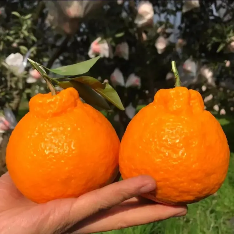 农家果园不知火丑橘正宗高山产区果园丑八怪丑柑新鲜应季现摘现发