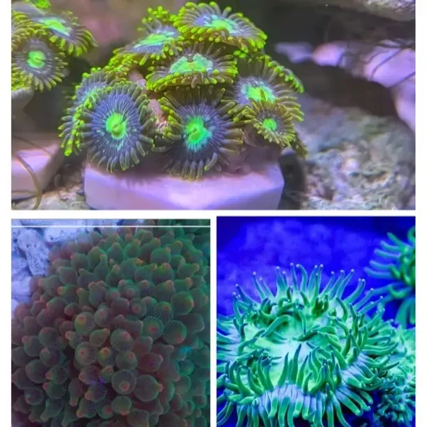 奶嘴珊瑚套餐纽扣、奶嘴、绿石葵全国顺丰包邮海缸海葵