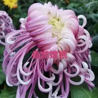 【盘龙嫦娥】大花富贵菊 九月大菊盆栽开花好看