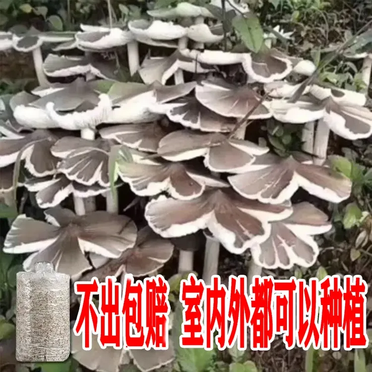 【只发菌包】正宗鸡枞菌菌包高产人工栽培室内阳台种植四季直播专属