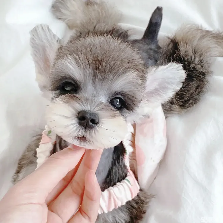萌系雪纳瑞活体幼崽