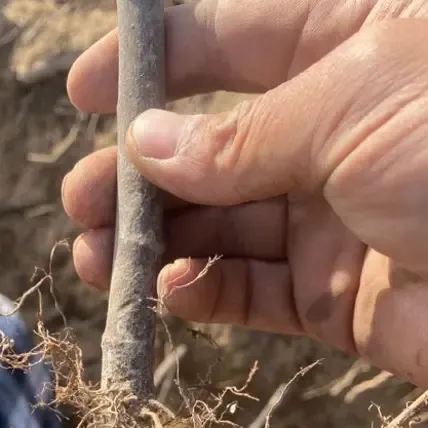 青皮无花果树苗（2棵1.5公分左右）