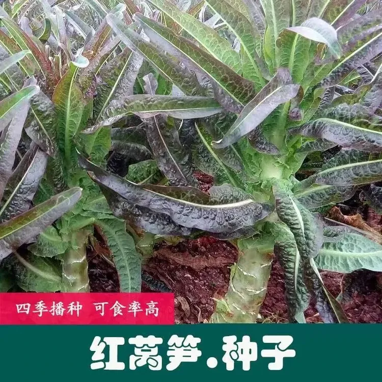 秋冬季蔬菜菜苗青皮莴笋苗耐寒红皮莴笋莴苣秧苗红叶莴笋批发耐热