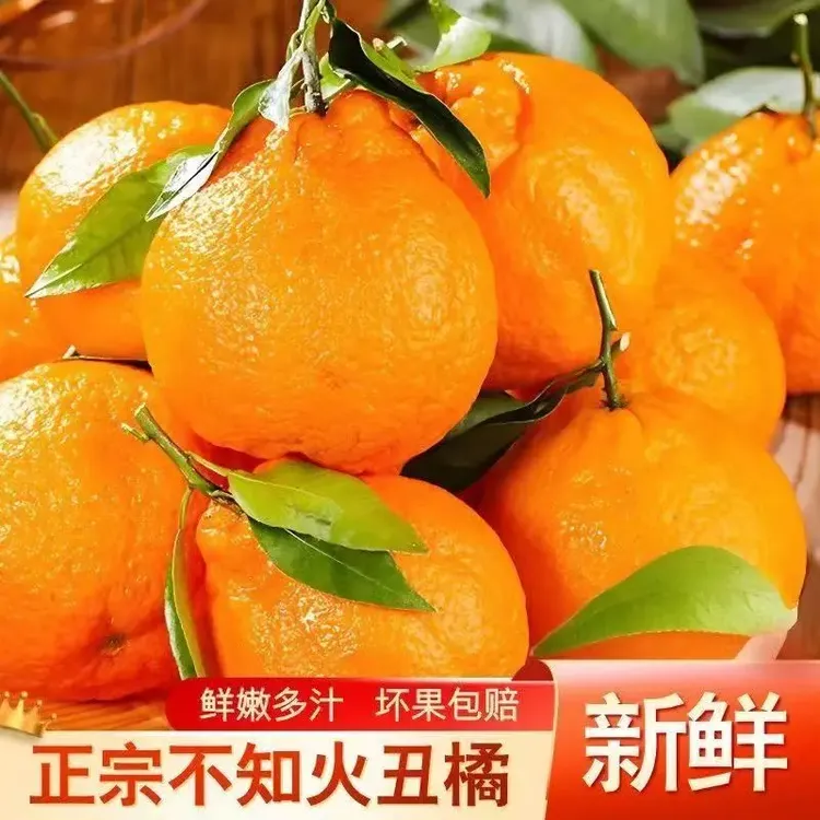 高山丑橘不知火丑八怪新鲜采摘丑柑橘子整箱柑橘应季水果果园直发