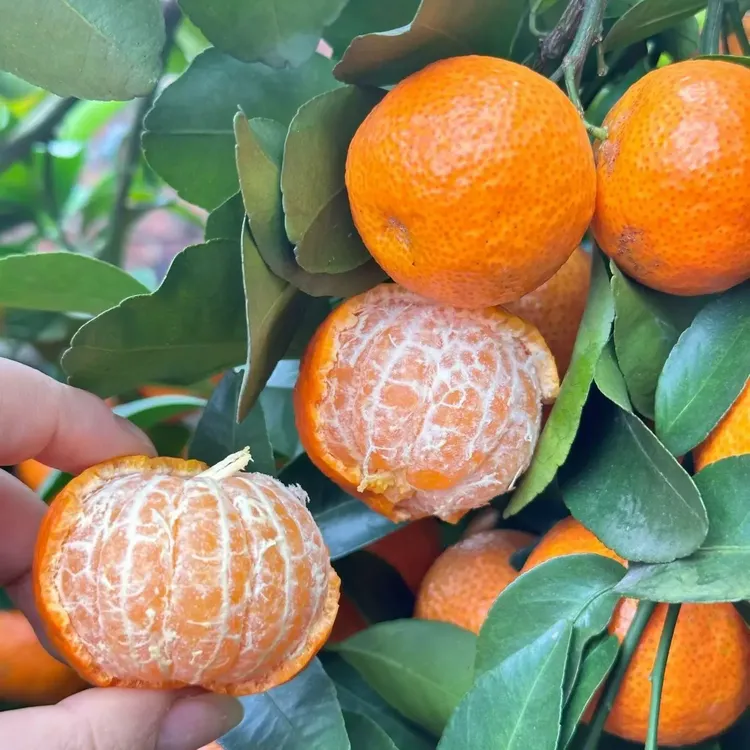 广西桂林高山富硒砂糖橘当季新鲜水果多汁香甜现摘现发