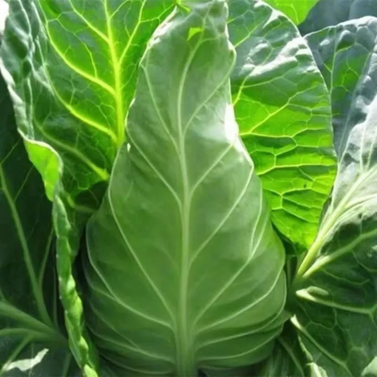 特大牛心甘蓝包菜苗卷心菜耐热耐寒春秋四季蔬菜包心菜苗