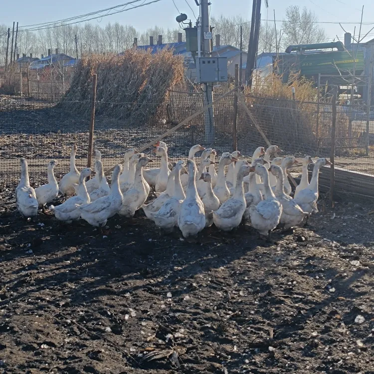 东北农村粮食喂养散养大白鹅顺丰包邮 (带鹅心肝珍)