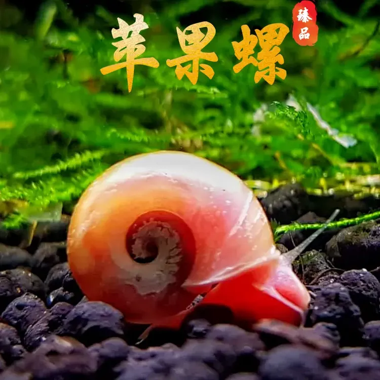 全红苹果螺观赏螺大号除藻螺黄金螺狗头鱼观赏龟活体饲料清洁鱼缸