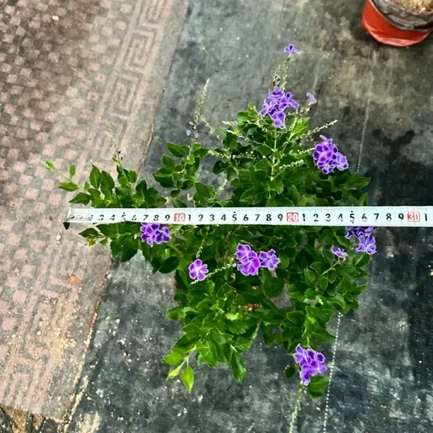 【大阳阳亲选】巧克力花蕾丝金露花独杆北方风化沙养殖不闷根