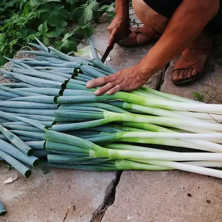 新鲜大葱山东铁杆大葱蔬菜产地直发带箱