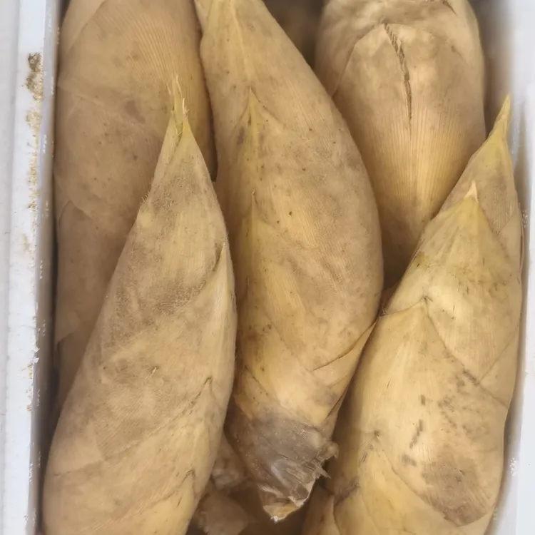 福建三明高山黄泥冬笋现挖现发两头尖新鲜蔬菜应季竹笋农家直供