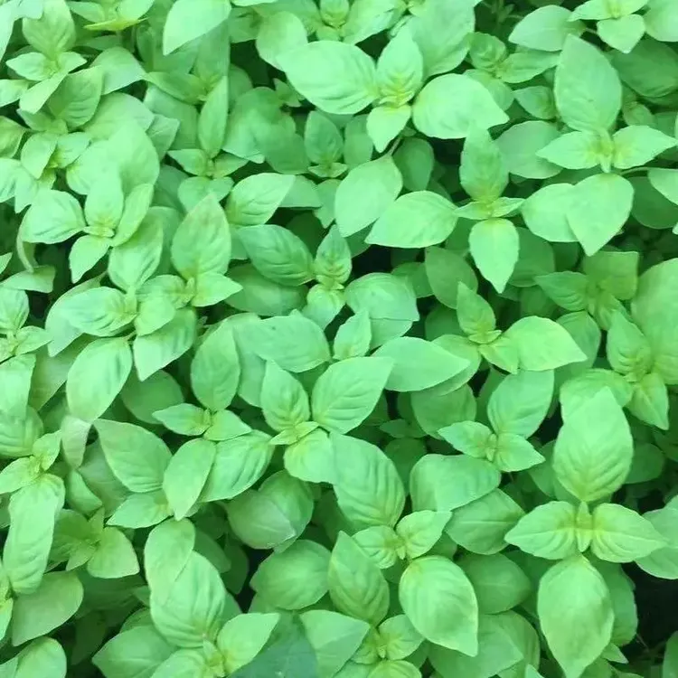 【春播】荆芥菜籽河南大叶荆芥种子菜种子蔬菜种子四季播荆菜阳台