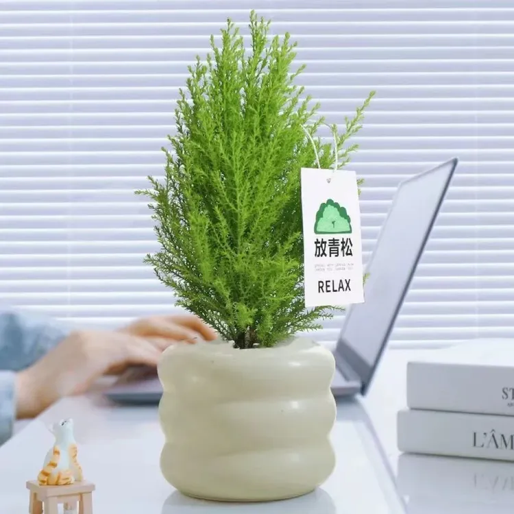 小香松绿植桌面防辐射盆栽净化空气植物四季长青圣诞树北