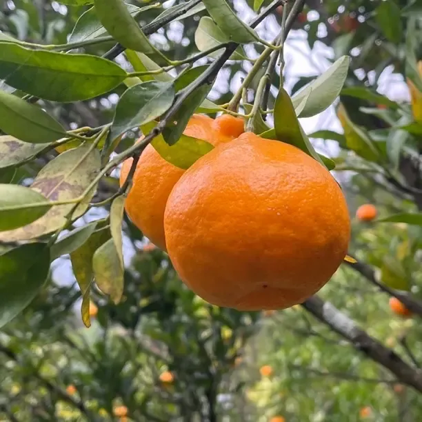 贵州高山老树椪柑 酸甜多汁