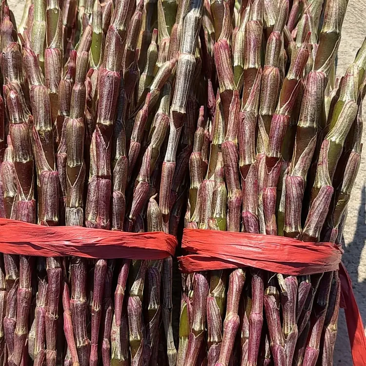 云南红杆紫皮石斛可种可赏花