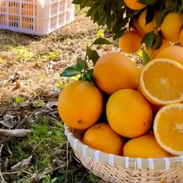 正宗江西赣南脐橙皮薄肉嫩富含VC鲜嫩脆爽新鲜水果
