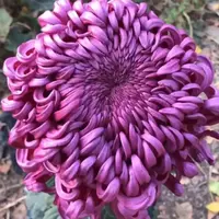【紫国华】大花富贵菊 九月大菊盆栽开花好看