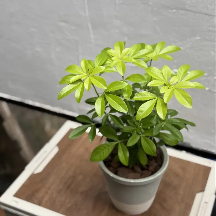 进口新品墨西哥橘叶中苗四季常绿花叶芳香耐寒耐热花园阳台盆栽