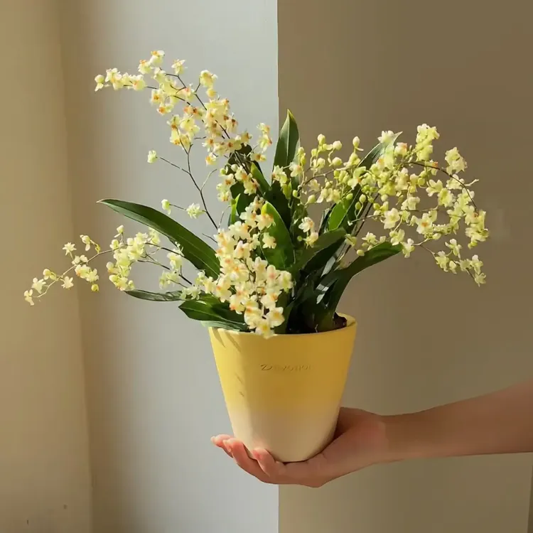 浓香型带花苞金黄色文心兰盆栽耐寒适合室内客厅茶几摆放