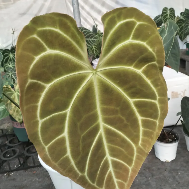 花烛（帝王中颗）网红ins风观叶植物盆栽室内好养适合桌面