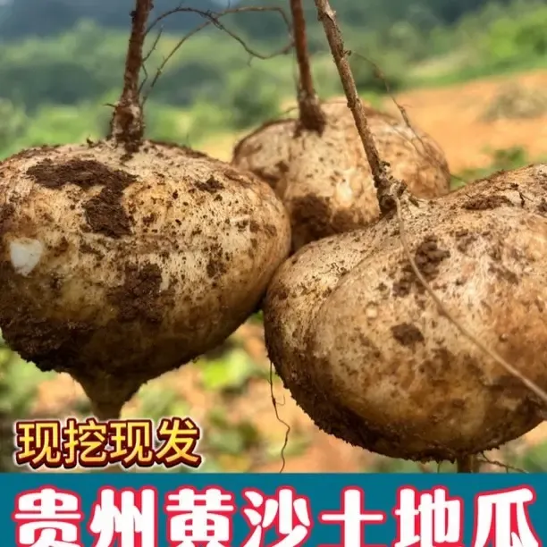 贵州黄沙土地萝卜地瓜现挖凉薯脆甜多汁当季水果蔬菜沙葛