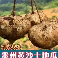 贵州黄沙土地萝卜地瓜现挖凉薯脆甜多汁当季水果蔬菜沙葛