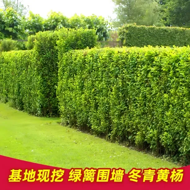 北海道黄杨苗冬青树苗围墙篱笆植物大叶四季常青耐寒庭院绿篱绿植