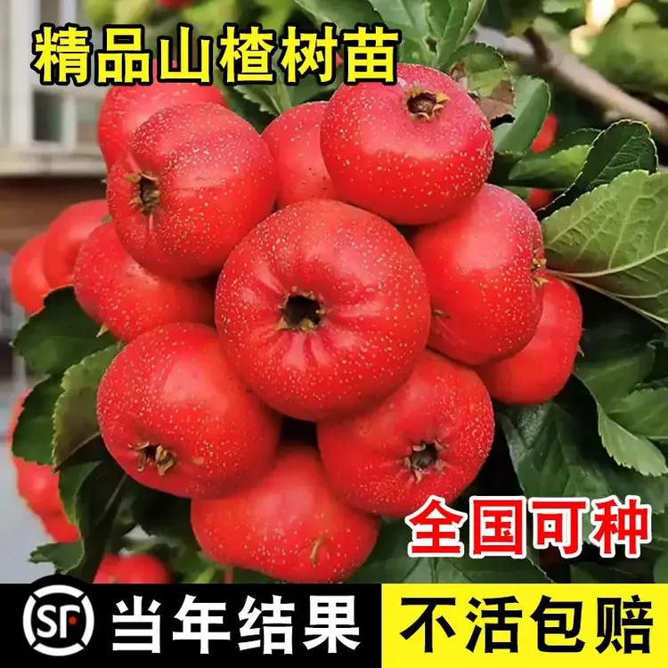山楂树活苗大五棱甜红子山楂苗南方北方种植庭院水果树苗嫁接果苗