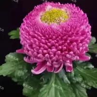 【洹水映月】大花富贵菊 九月大菊盆栽开花好看