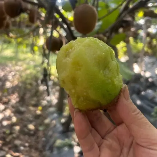 自产自销正宗陕西徐香猕猴桃现摘绿心猕猴桃新鲜香甜多汁催熟即食