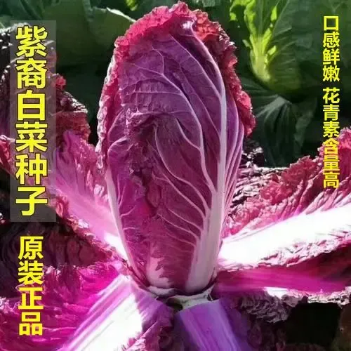 营养紫白菜种子里外紫色大白菜四季播种庭院田地农科院邮寄蔬菜籽
