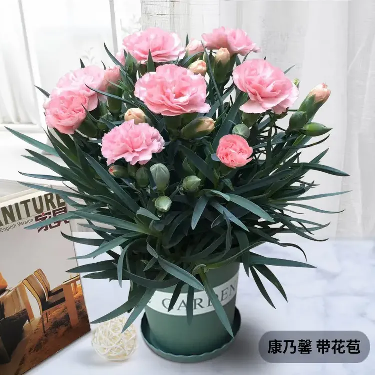 康乃馨盆栽带花苞实物绿色四季开花室内阳台客厅绿植花卉好养活