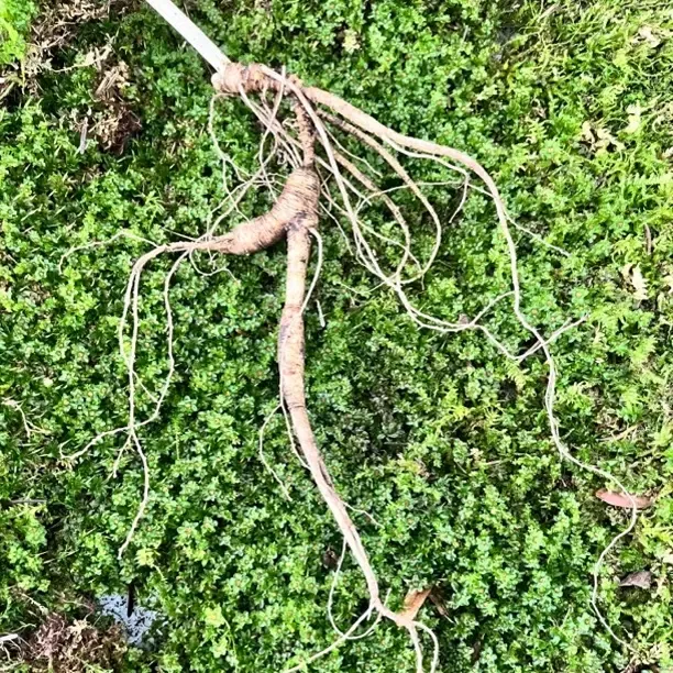 长白山新鲜放山货改价链接